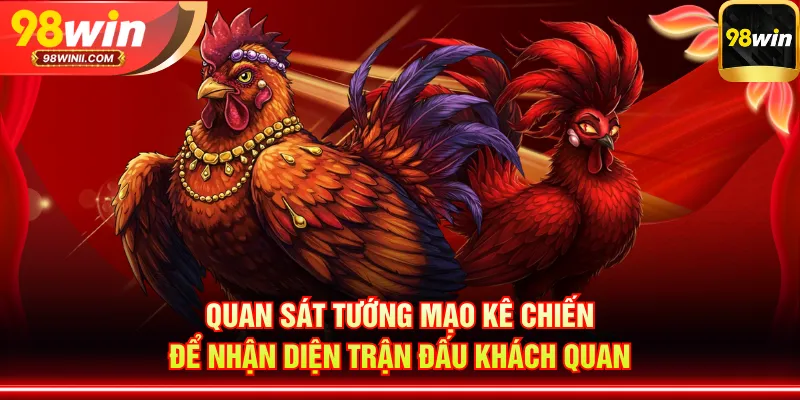 Quan sát tướng mạo kê chiến để nhận diện trận đấu khách quan
